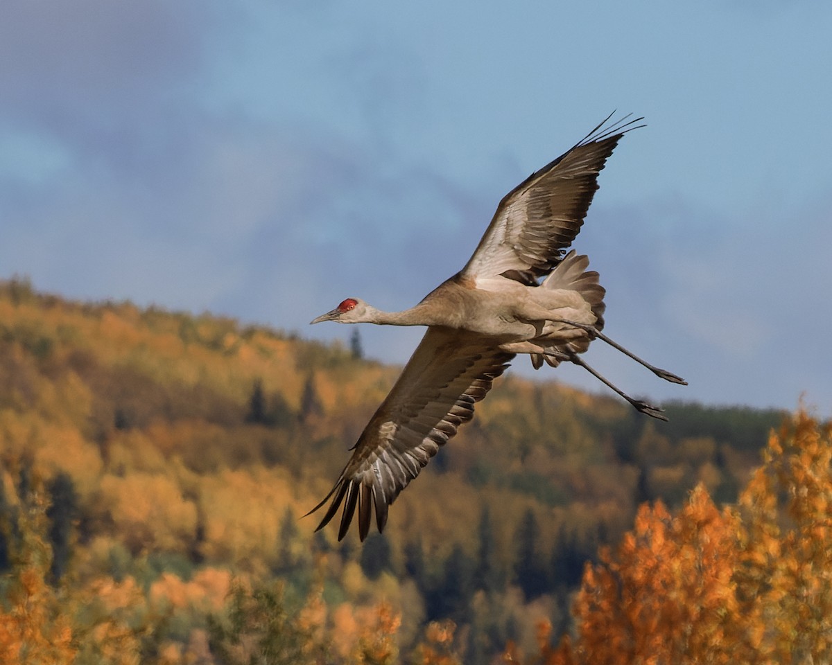 Sandhill Crane - ML623667711