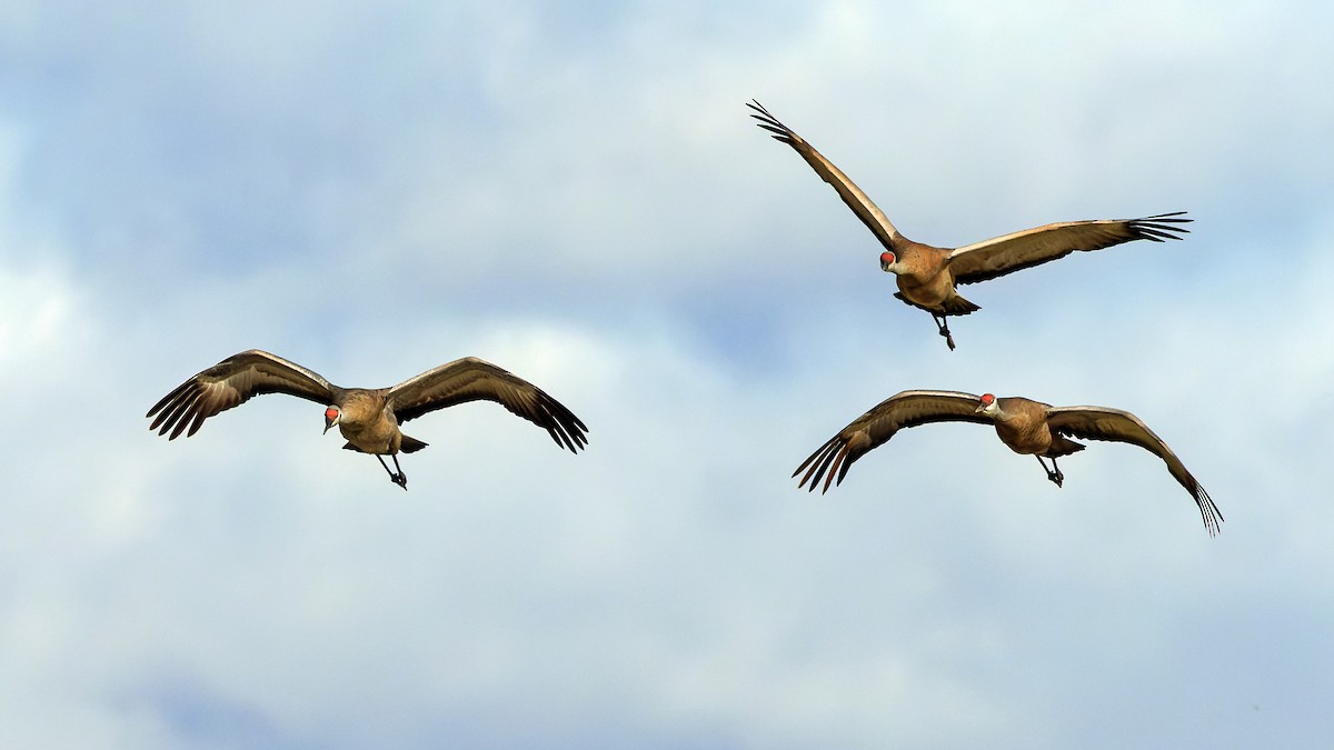 Sandhill Crane - ML623667712