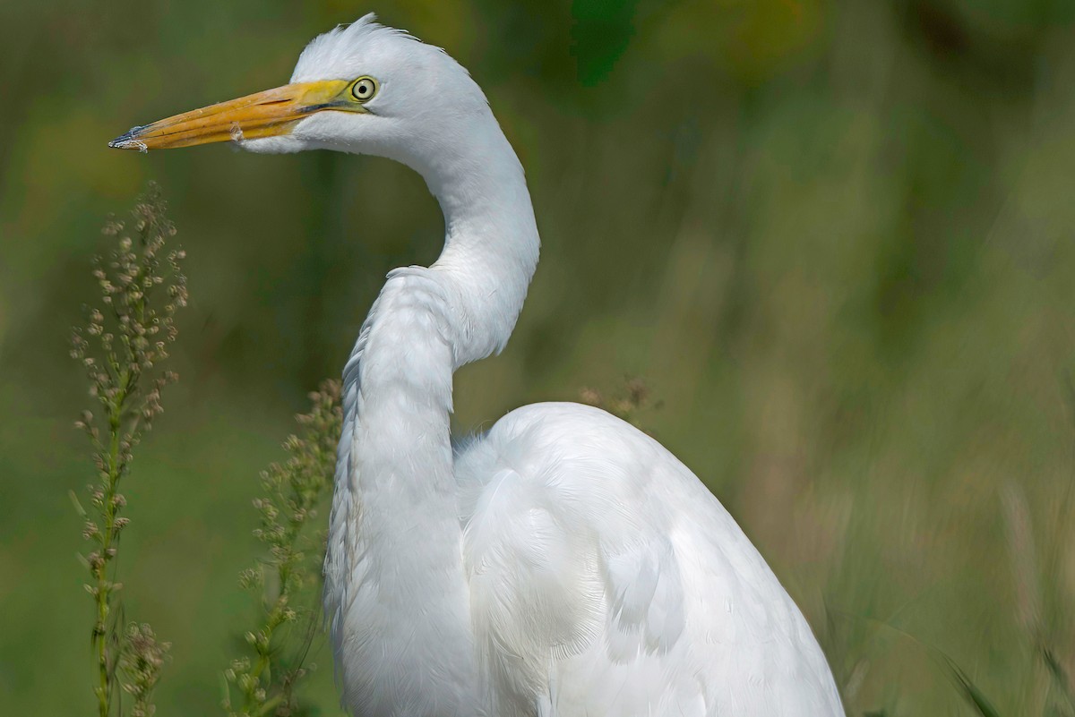 Great Egret - ML623667734