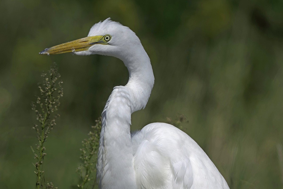 Great Egret - ML623667744