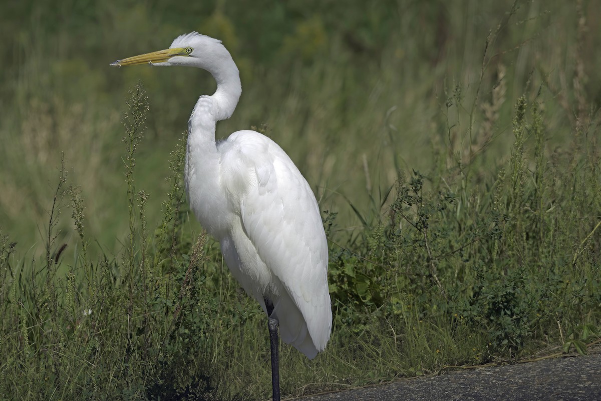 Great Egret - ML623667750