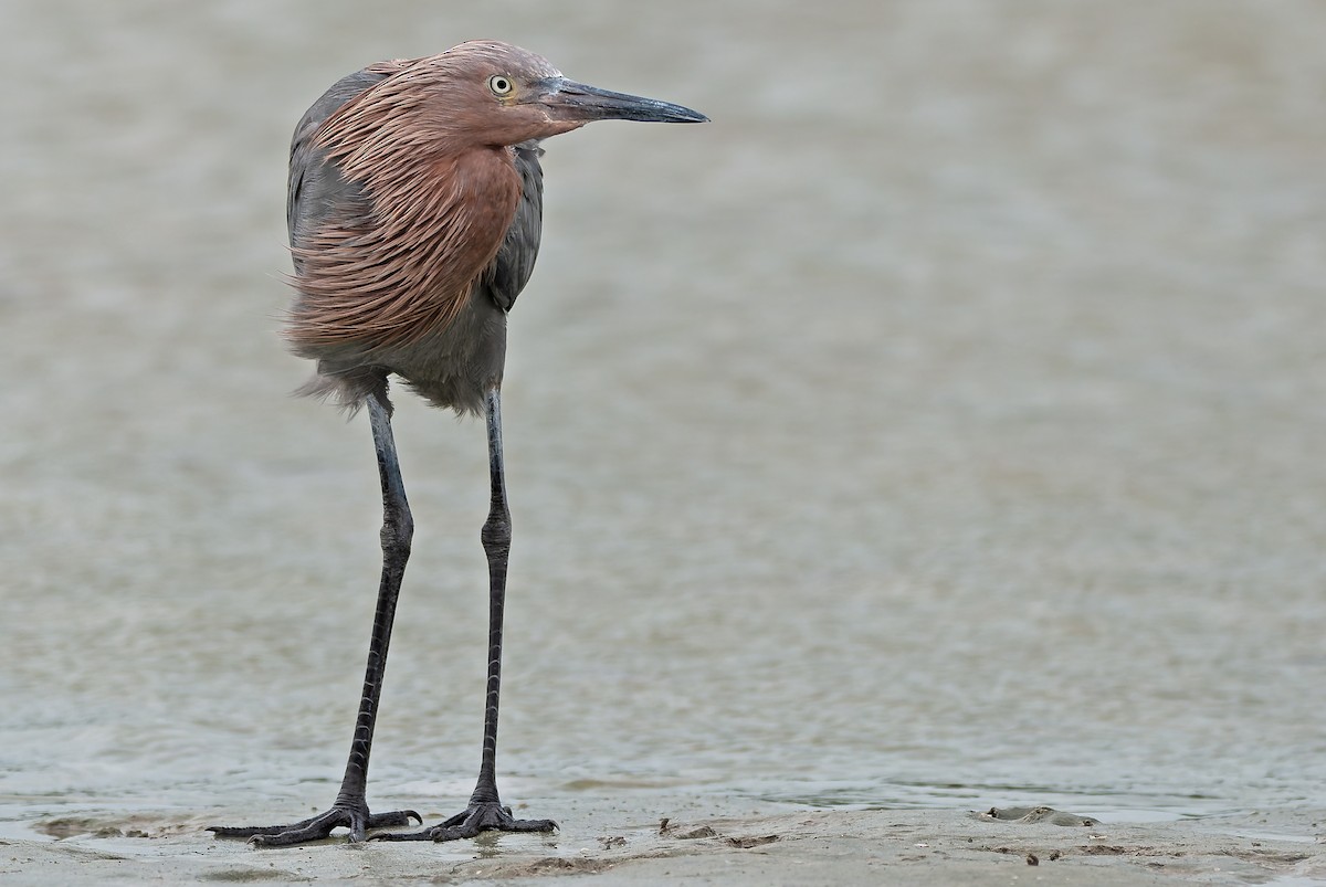 Reddish Egret - Andrew Simon