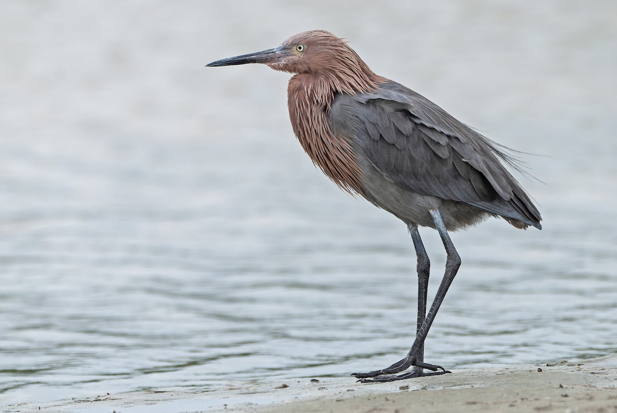 Reddish Egret - Andrew Simon