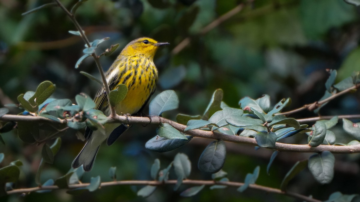 Cape May Warbler - ML623667791