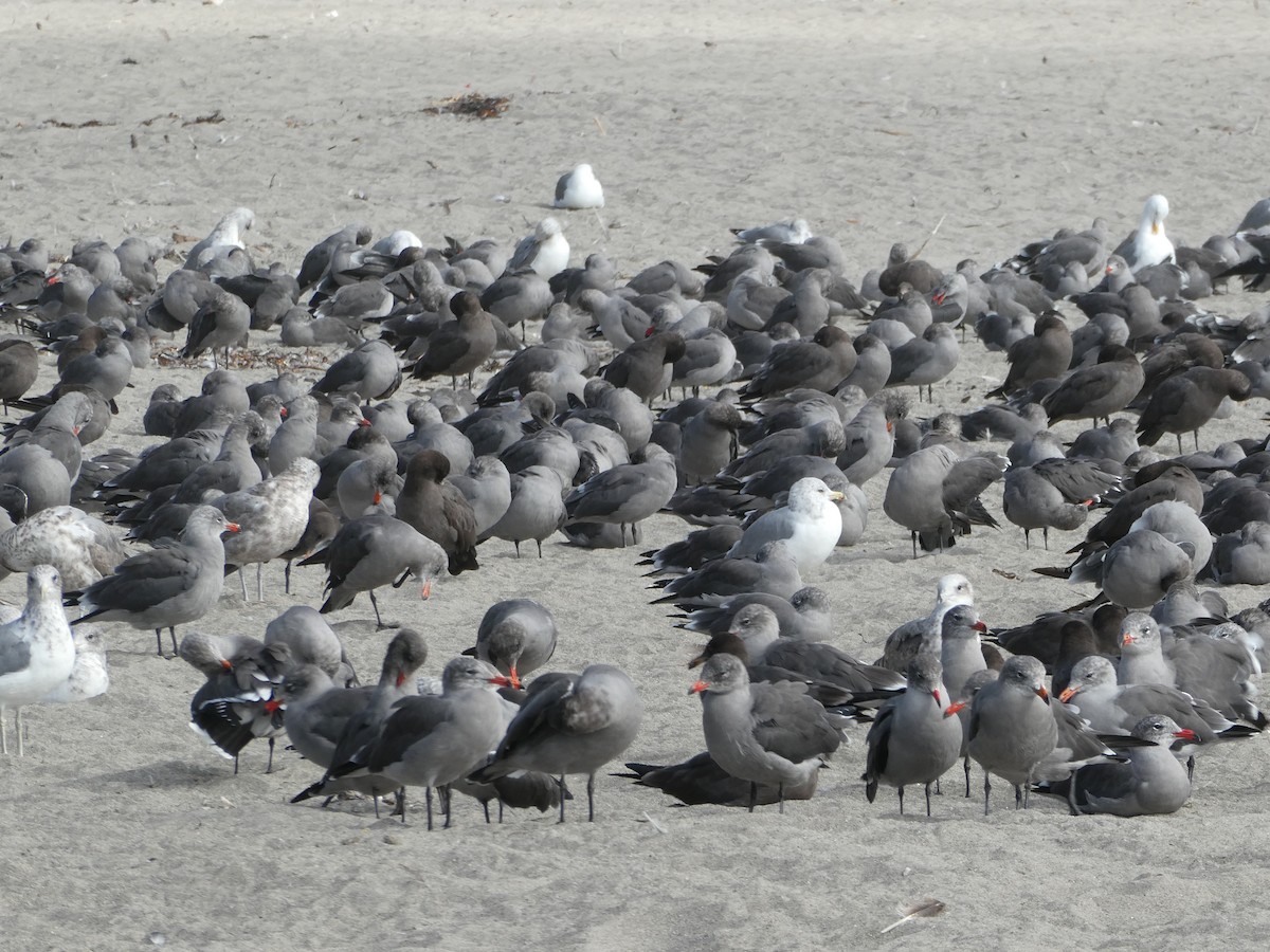 Heermann's Gull - Ron Schlegel