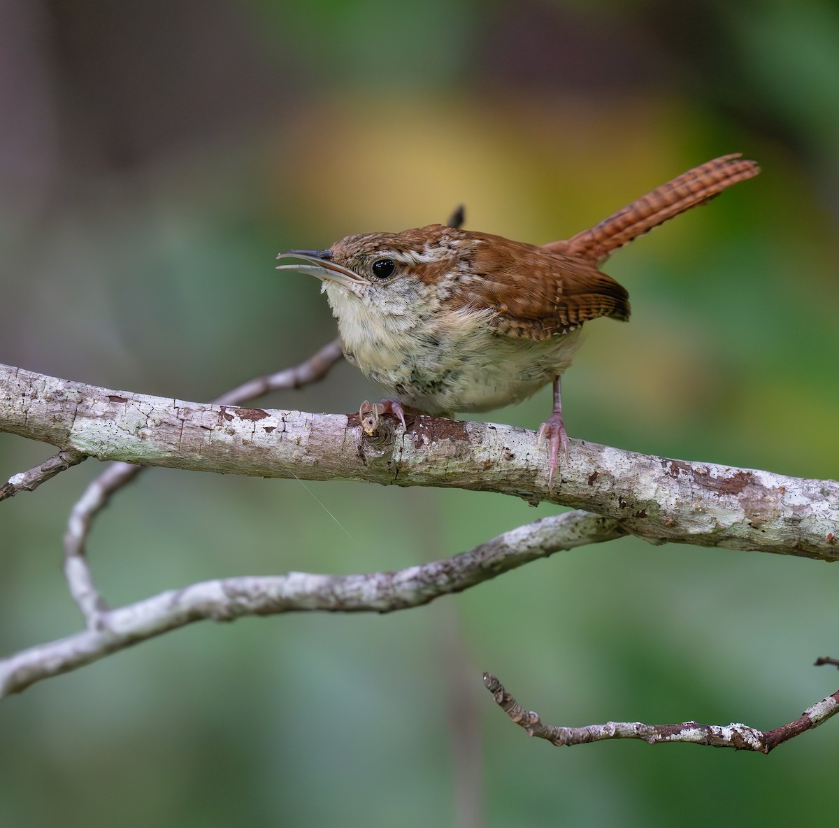 Carolina Wren - ML623667909