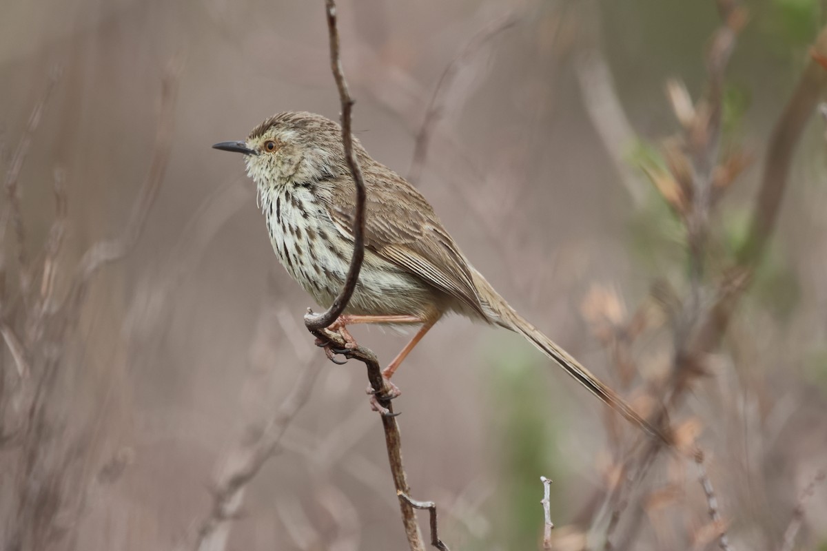 Karoo Prinia - ML623667912