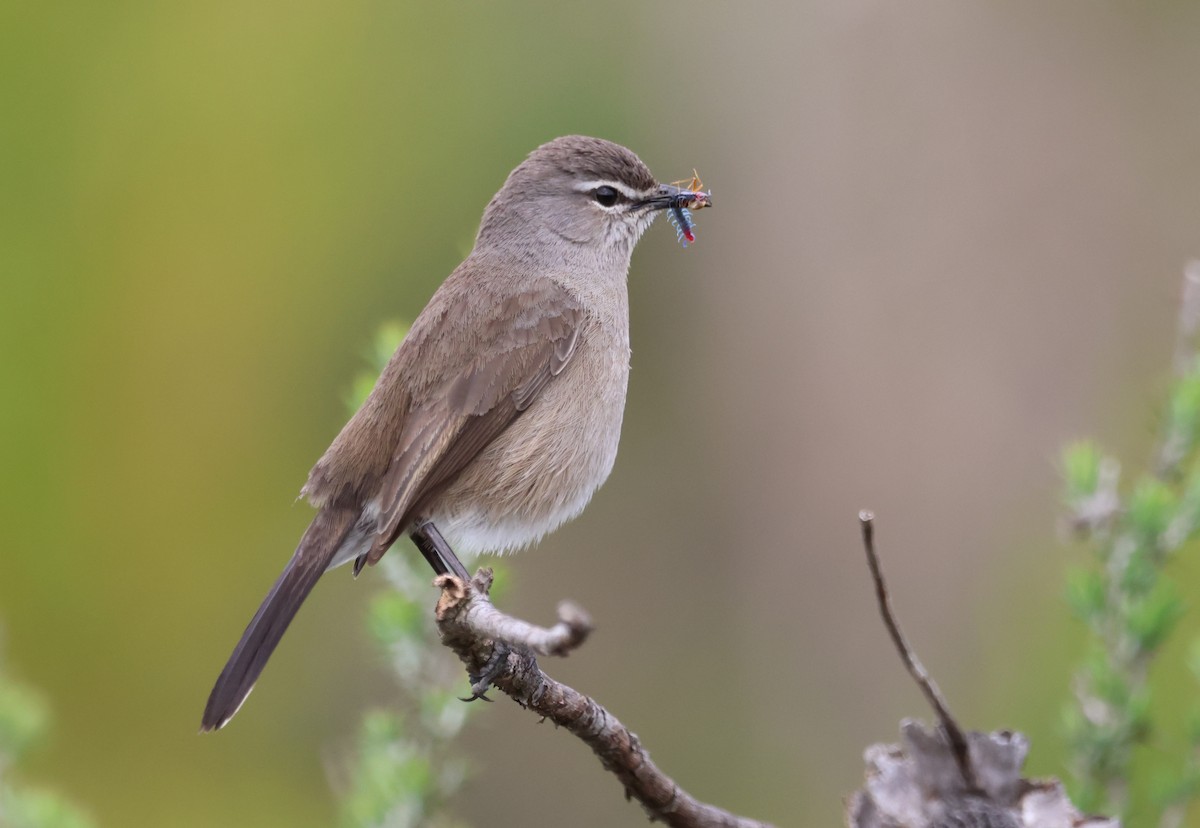 Karoo Scrub-Robin - ML623667918