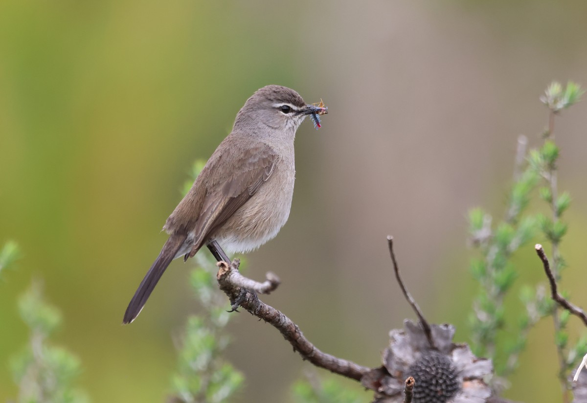 Karoo Scrub-Robin - ML623667919