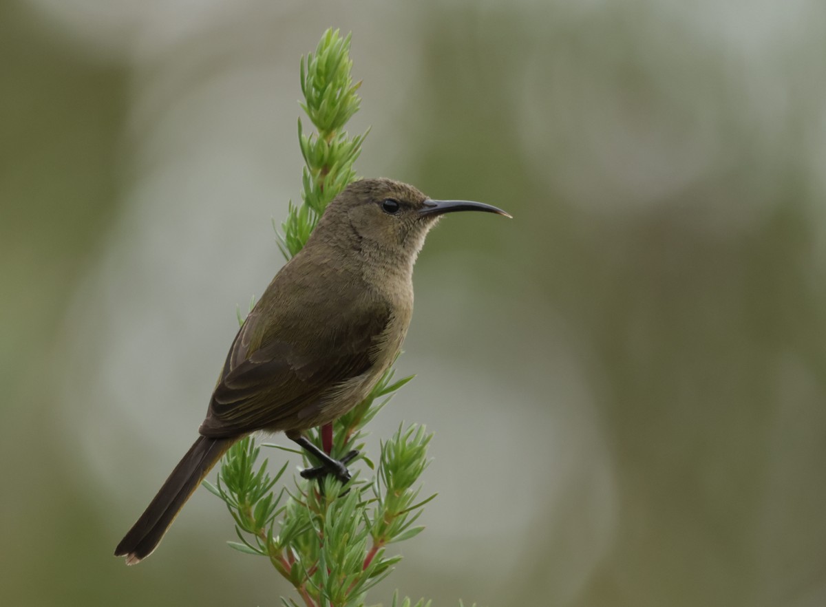 Orange-breasted Sunbird - ML623667920