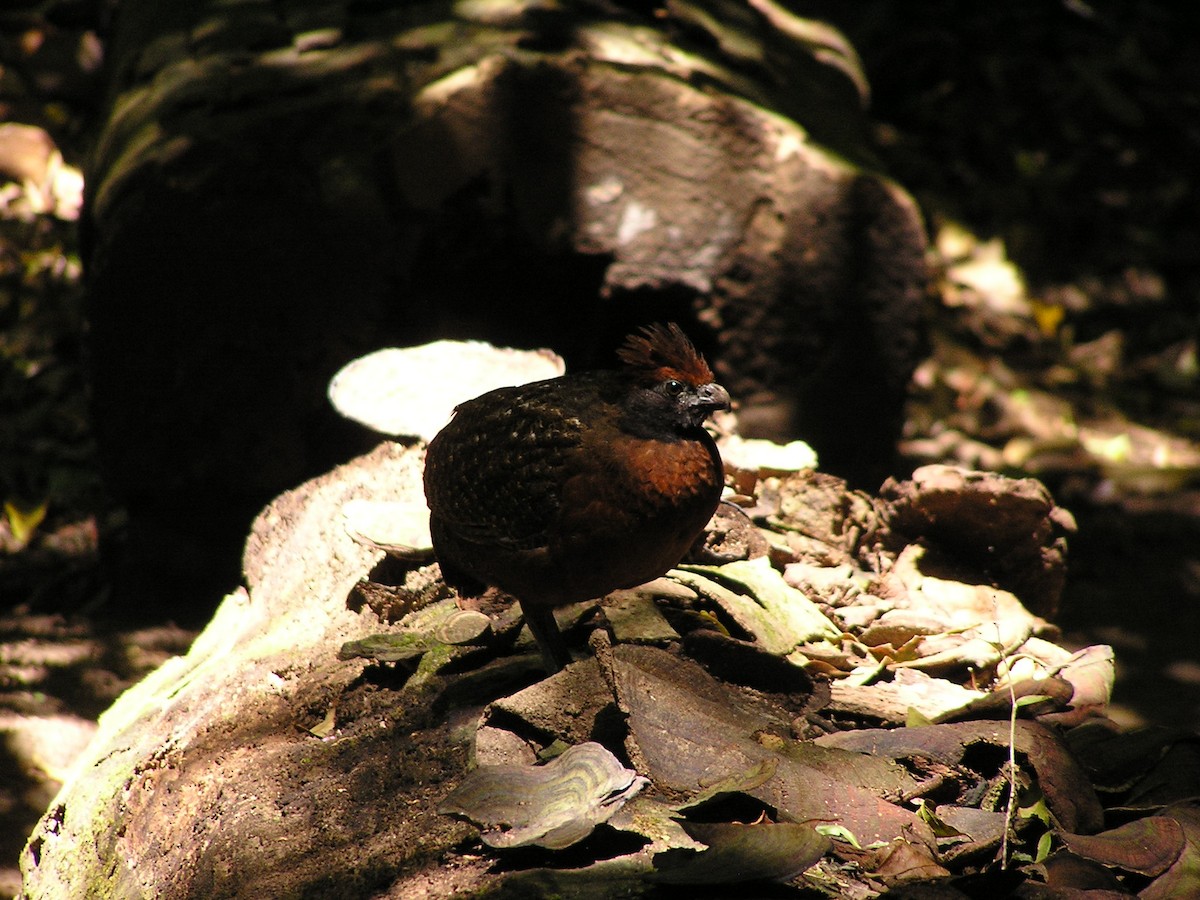 Black-eared Wood-Quail - ML623667923