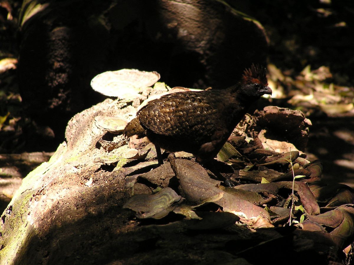 Black-eared Wood-Quail - ML623667924