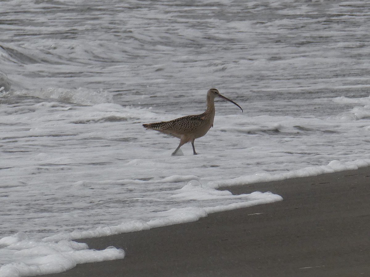 Long-billed Curlew - ML623667931