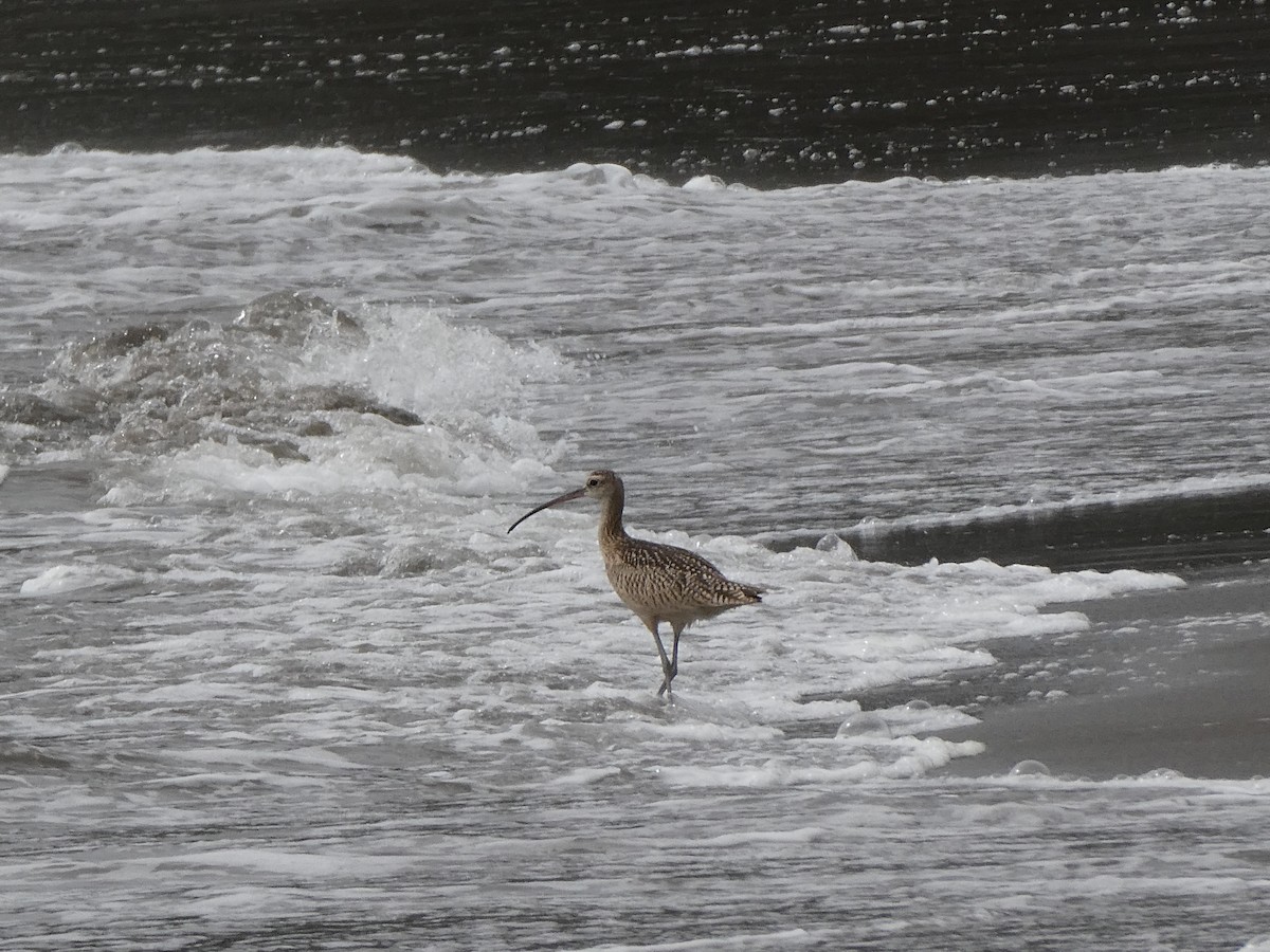 Long-billed Curlew - ML623667932