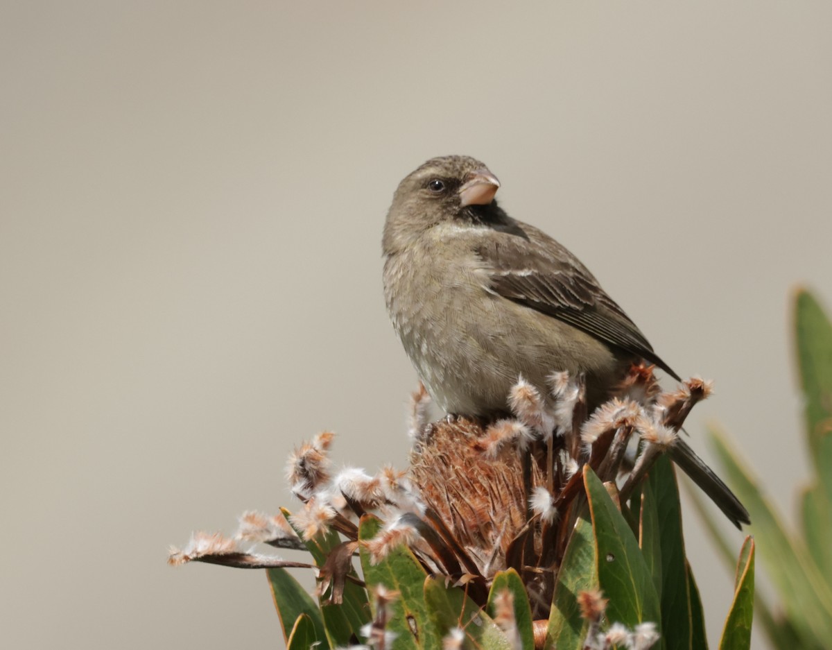 Protea Canary - ML623667973