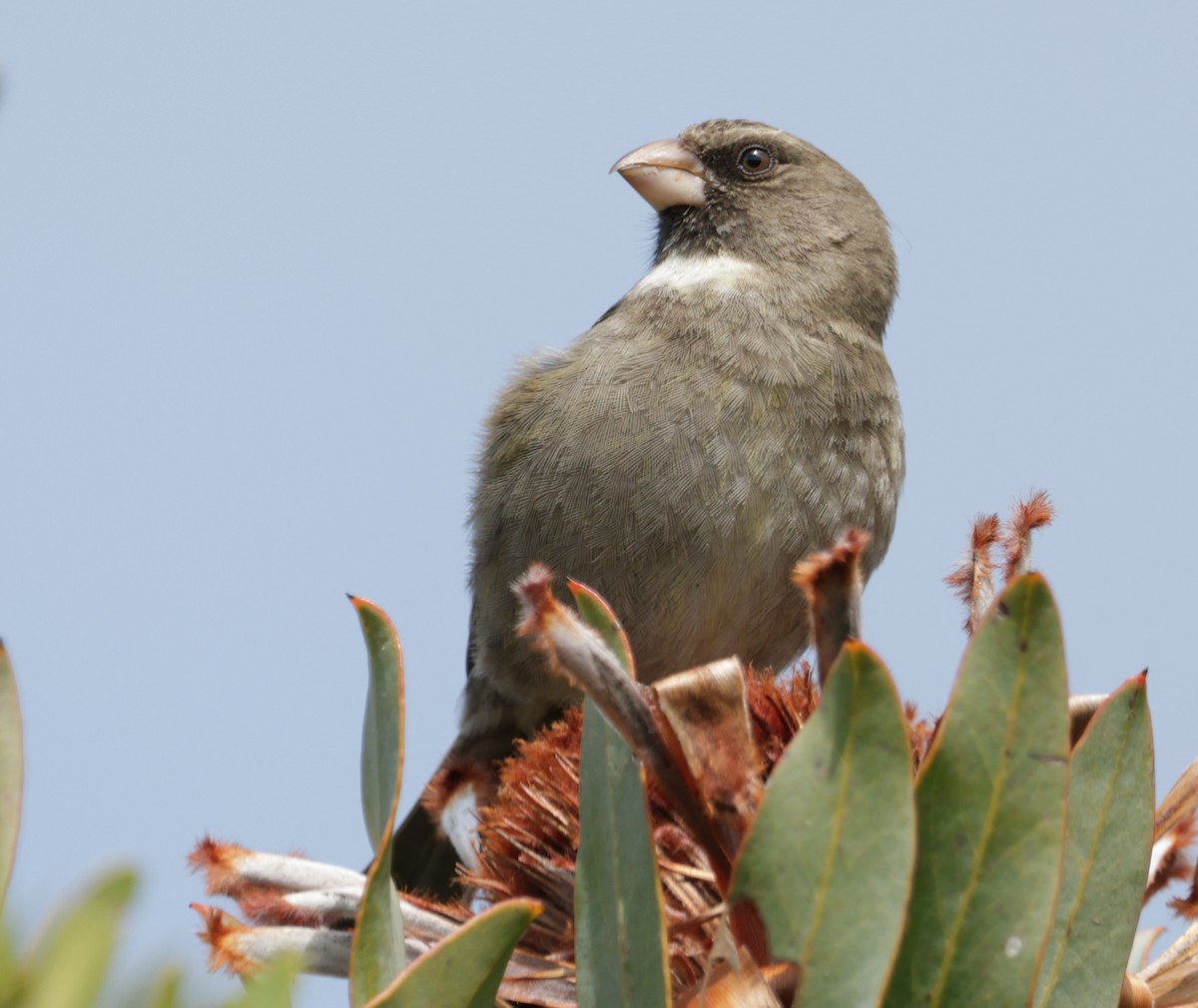 Protea Canary - ML623667974