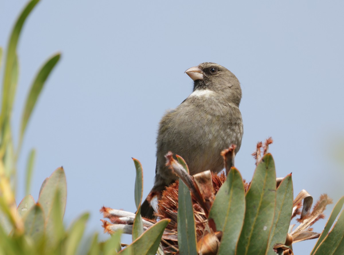 Protea Canary - ML623667998