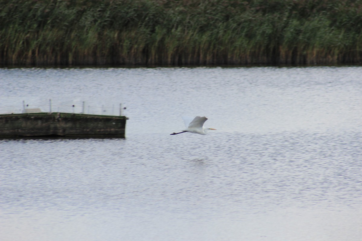 Great Egret - ML623668025