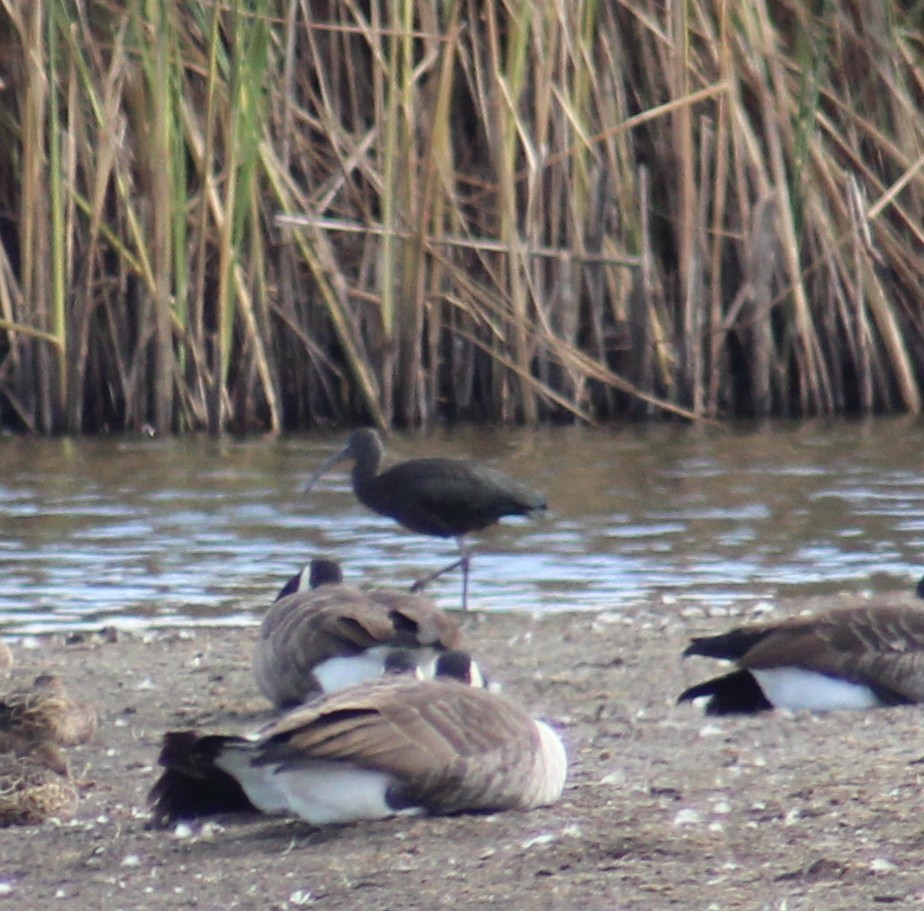 Glossy Ibis - ML623668030