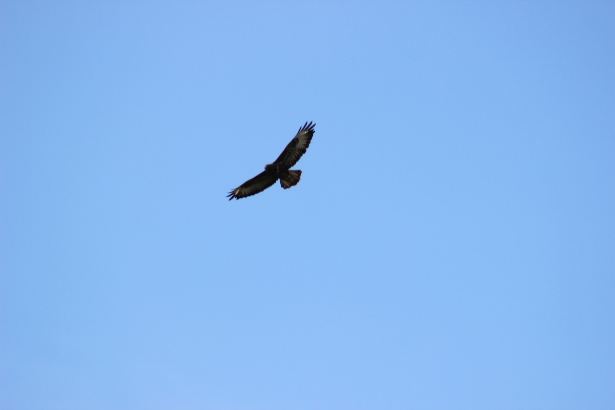 Common Buzzard - ML623668045