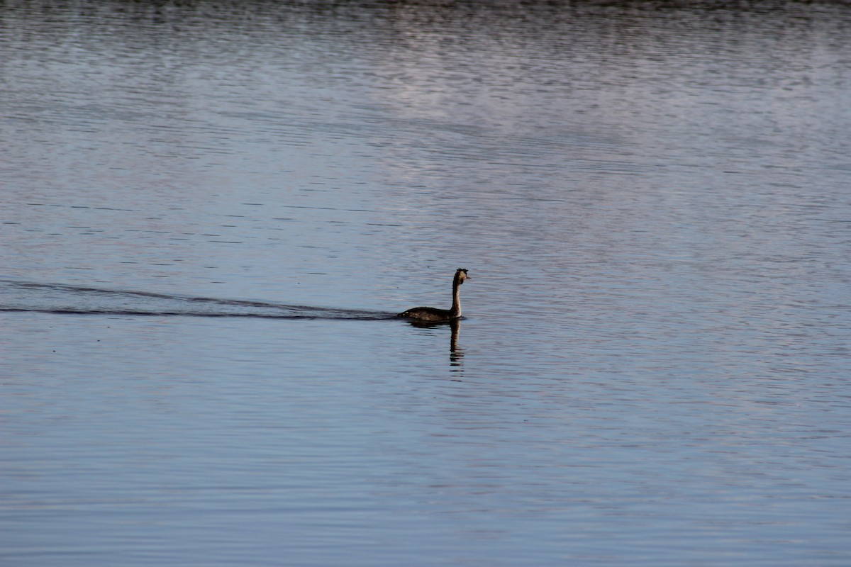 Great Crested Grebe - ML623668054