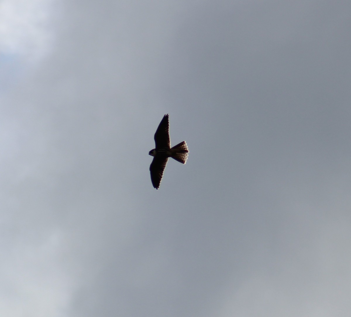 Eurasian Hobby - ML623668077