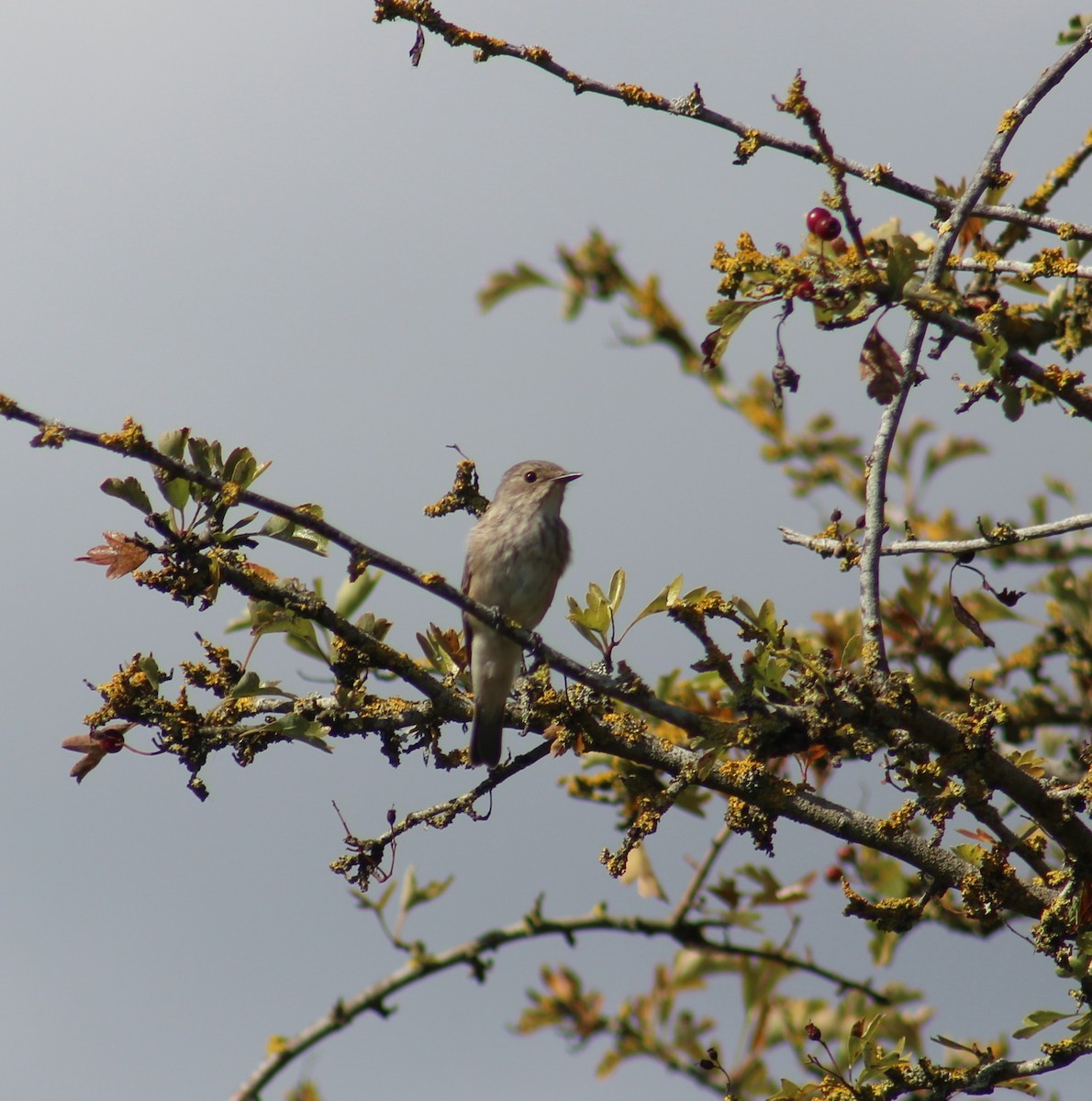 Spotted Flycatcher - ML623668078