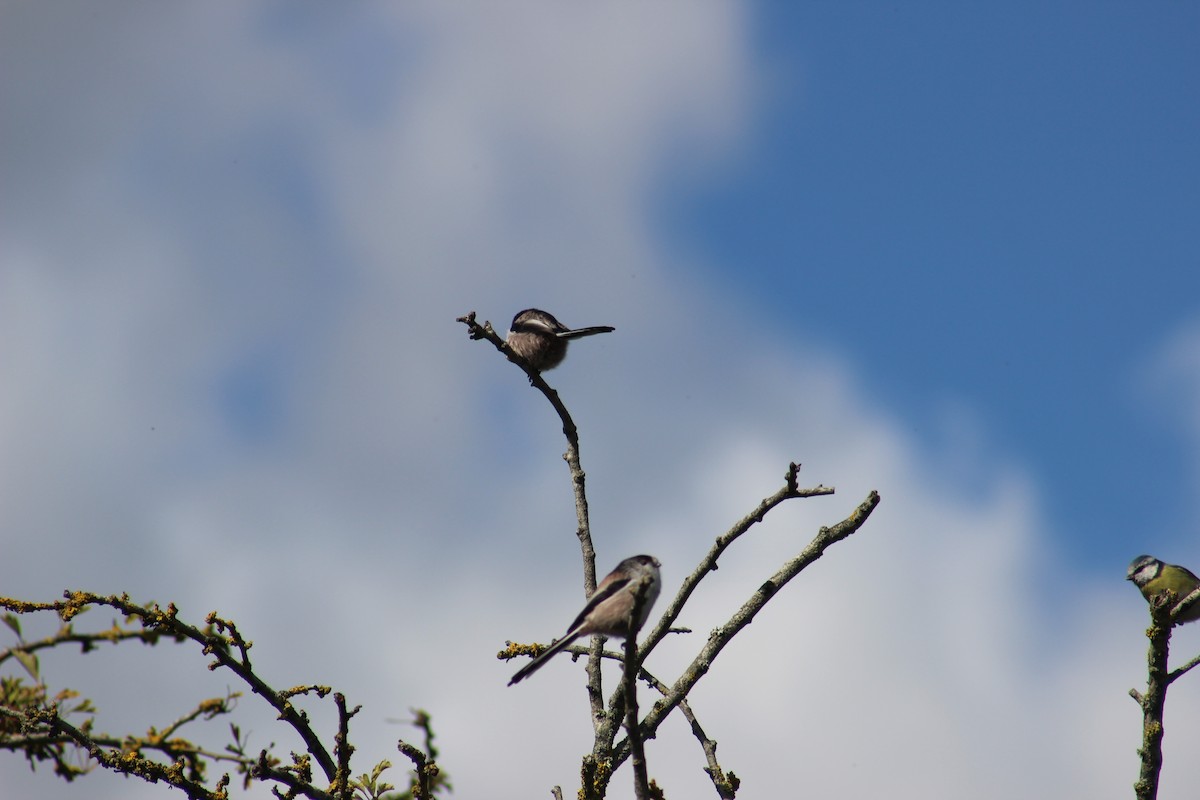 Long-tailed Tit - ML623668092