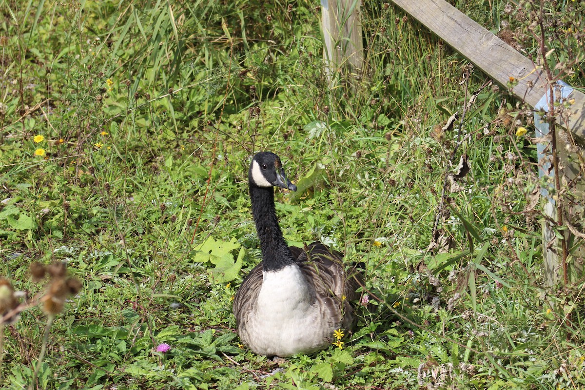 Canada Goose - ML623668100