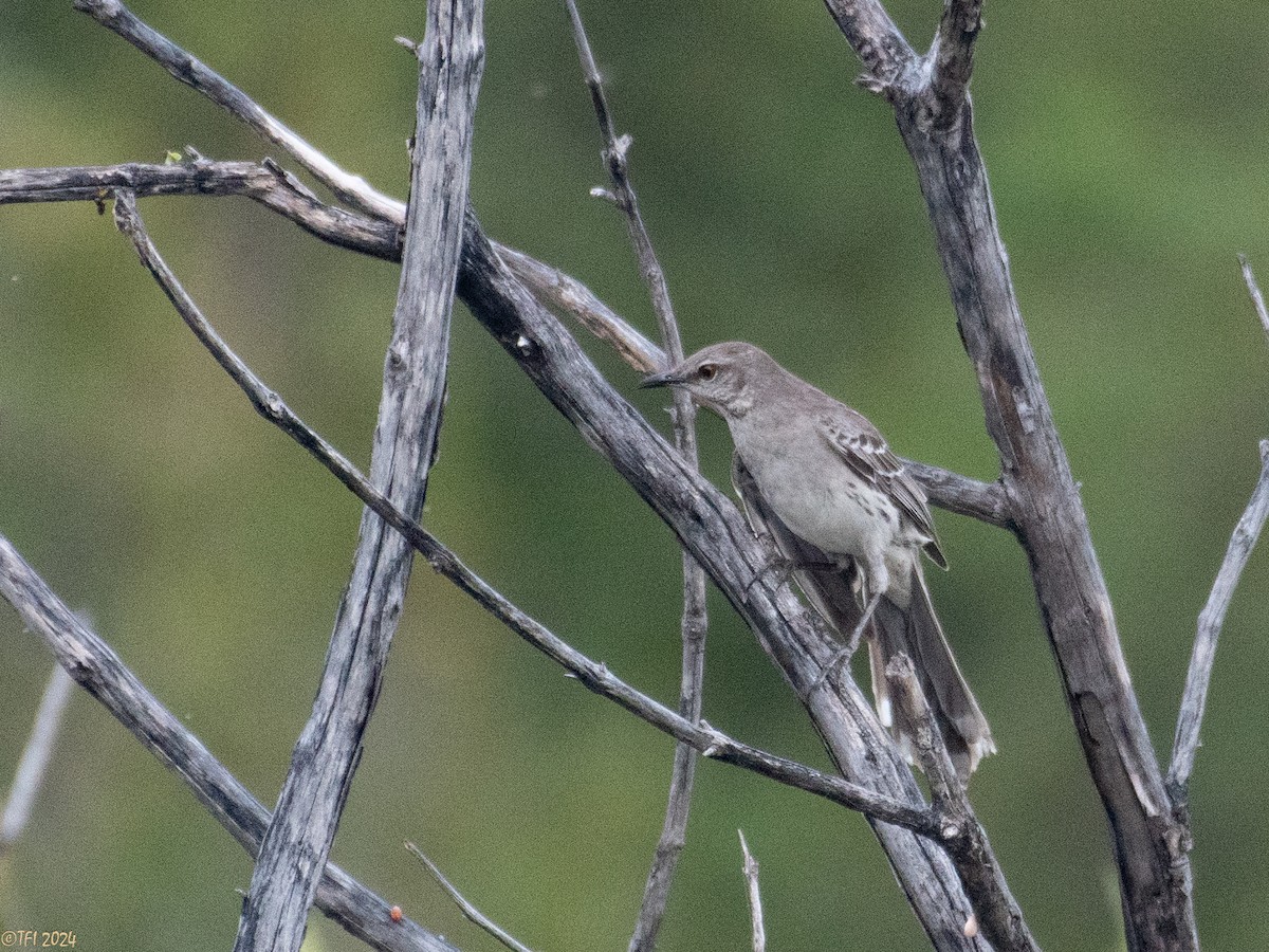 Багамский пересмешник - ML623668120