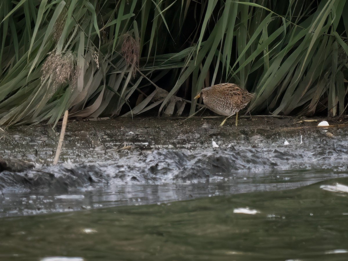 Spotted Crake - ML623668131