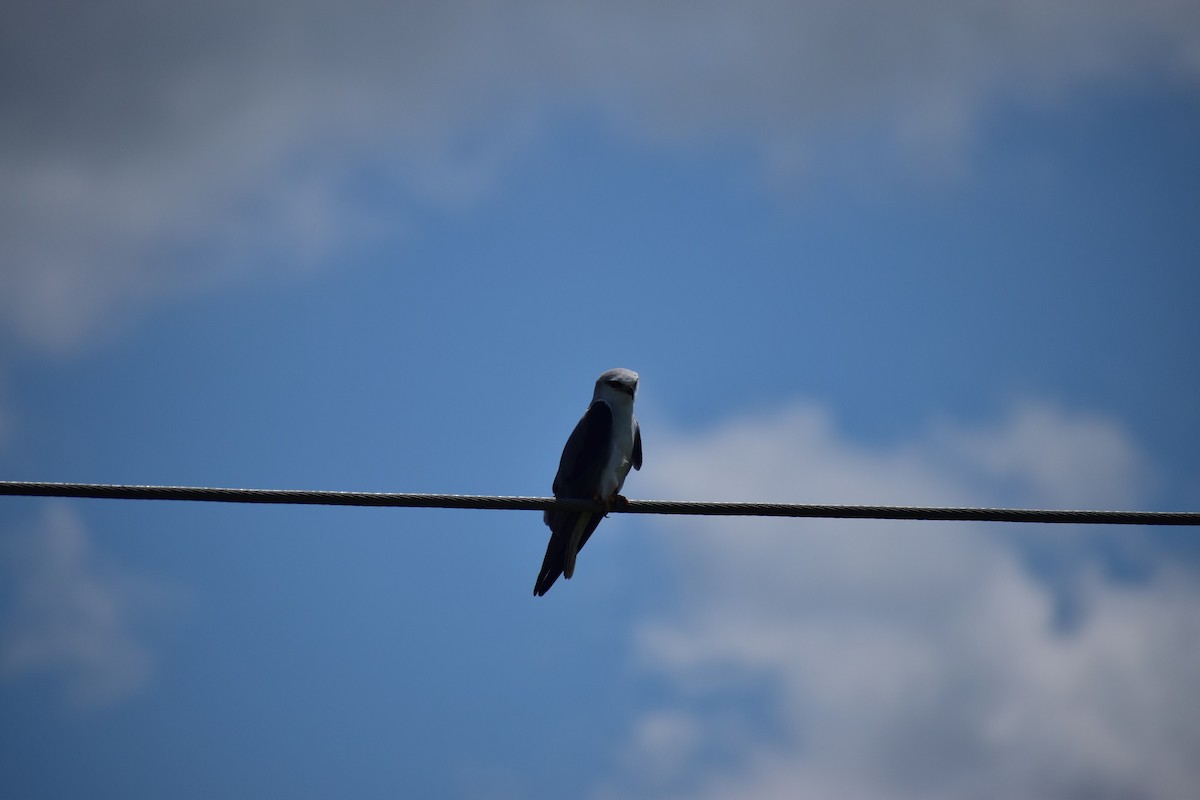 Black-winged Kite - ML623668173