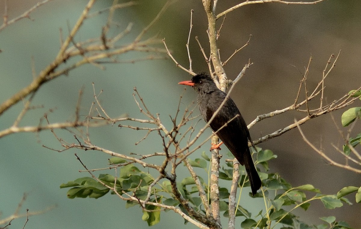 Square-tailed Bulbul - Hashir Elat Valiyakath