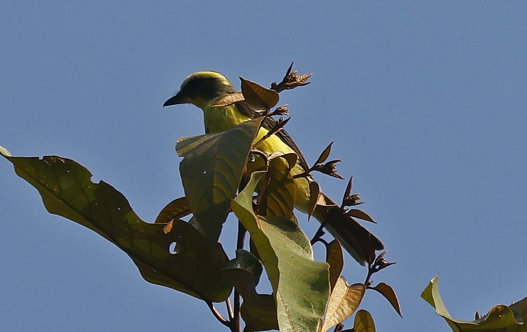 Lemon-browed Flycatcher - ML623668221