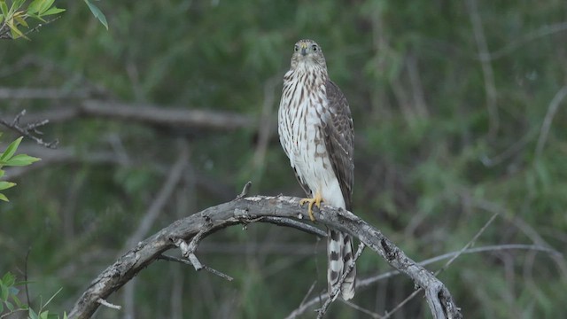 Cooper's Hawk - ML623668227