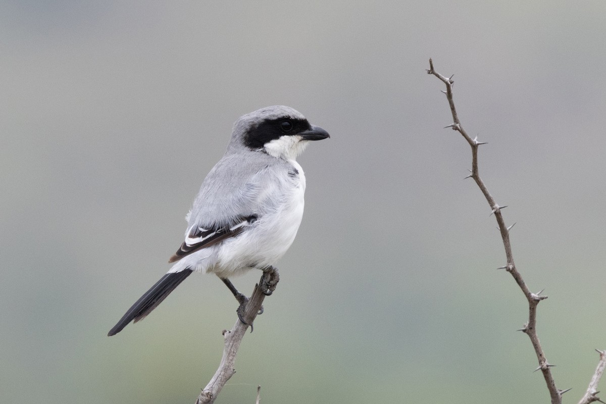 Great Gray Shrike - ML623668282