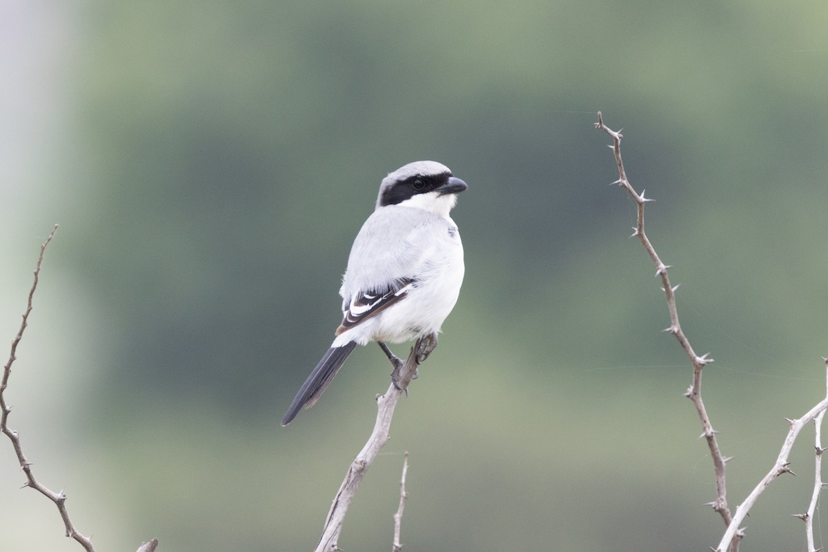 Great Gray Shrike - ML623668283