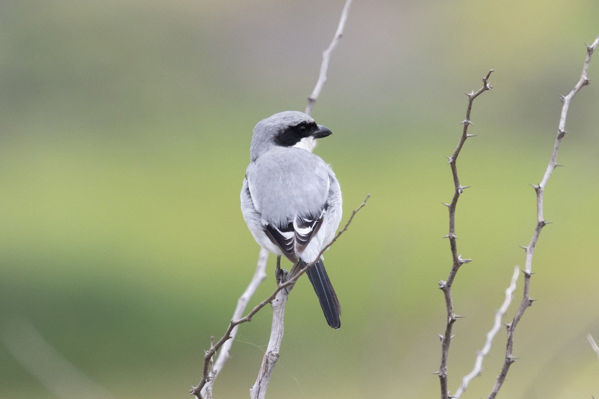 Great Gray Shrike - ML623668285