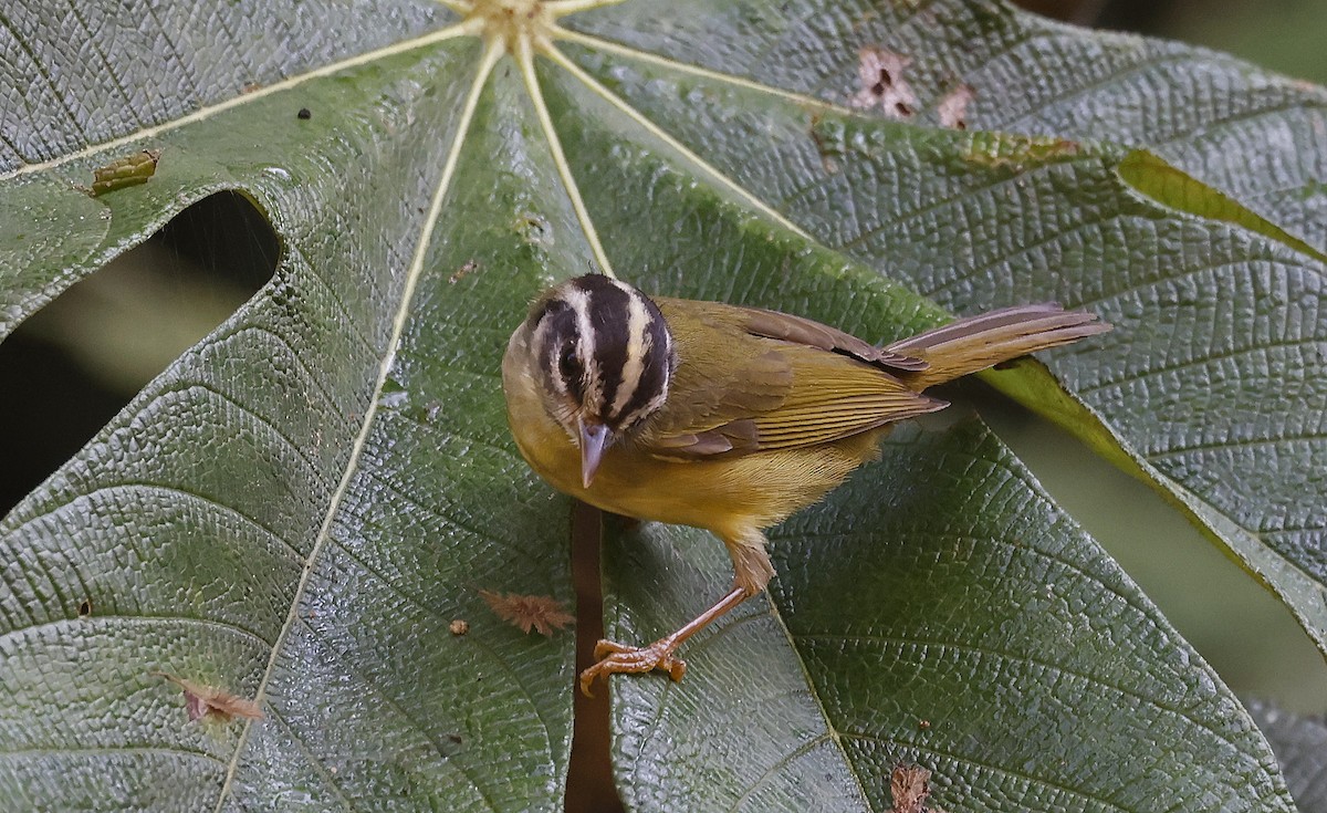 Three-striped Warbler - ML623668287