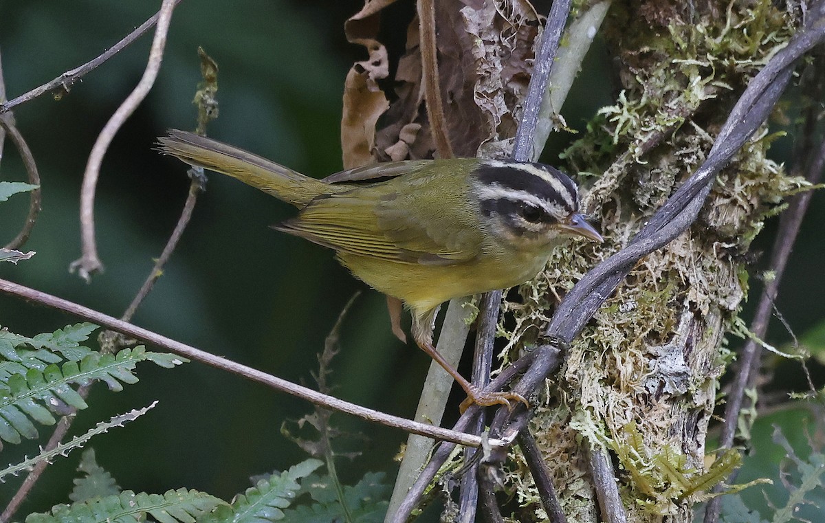 Three-striped Warbler - ML623668293