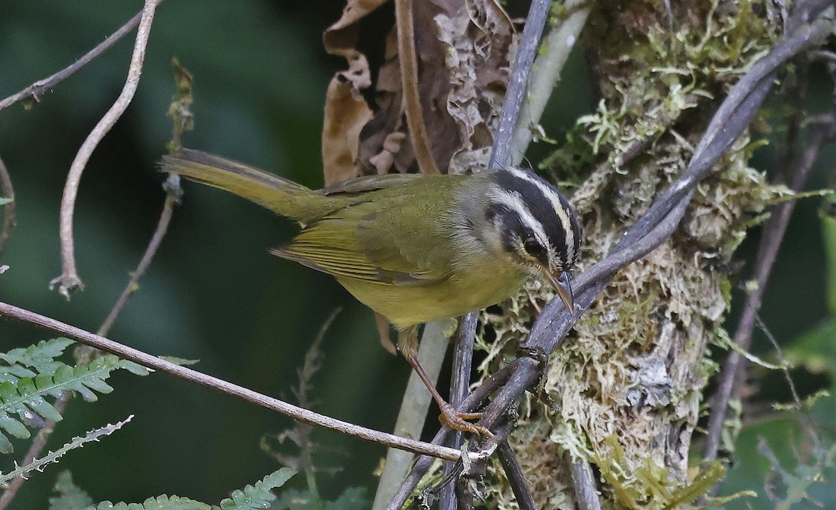 Three-striped Warbler - ML623668295