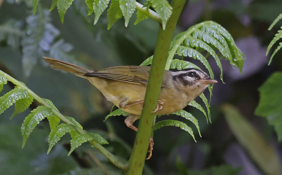 Three-striped Warbler - ML623668299