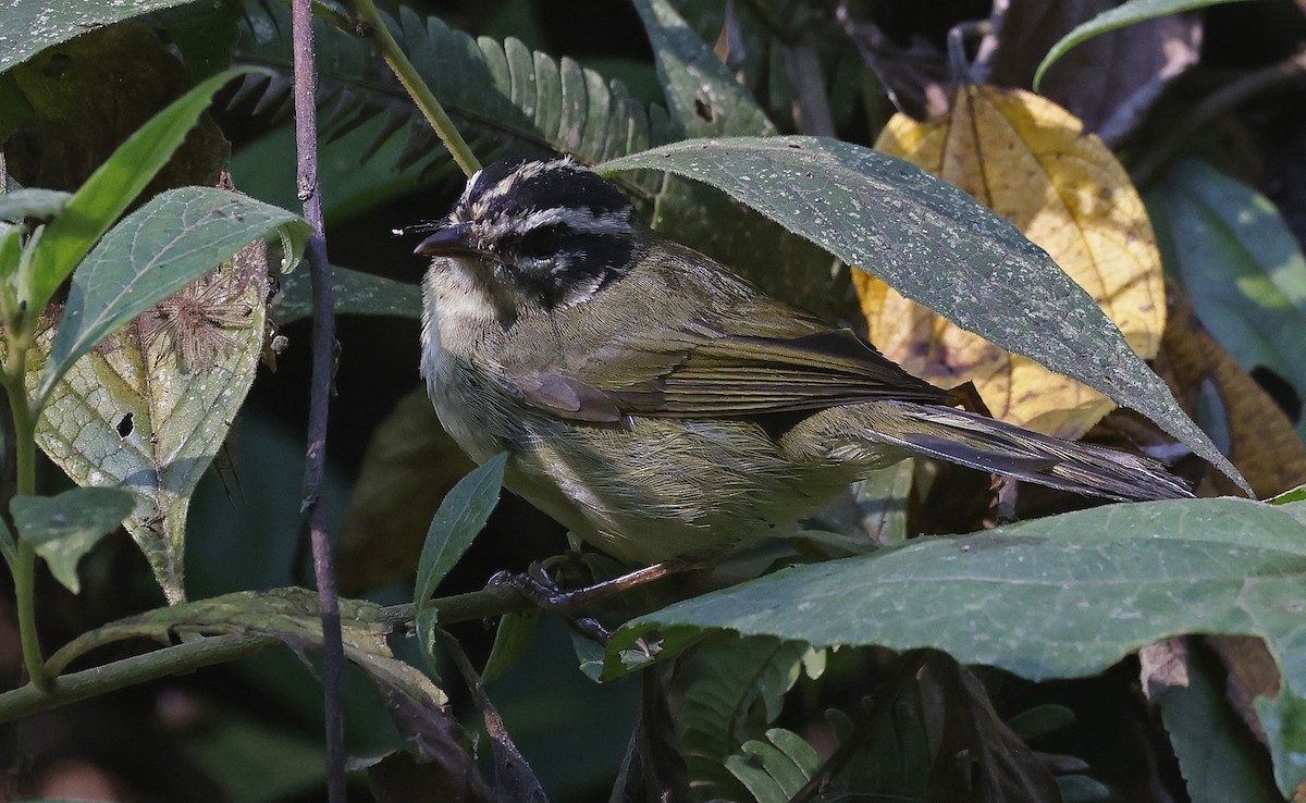 Three-striped Warbler - ML623668301