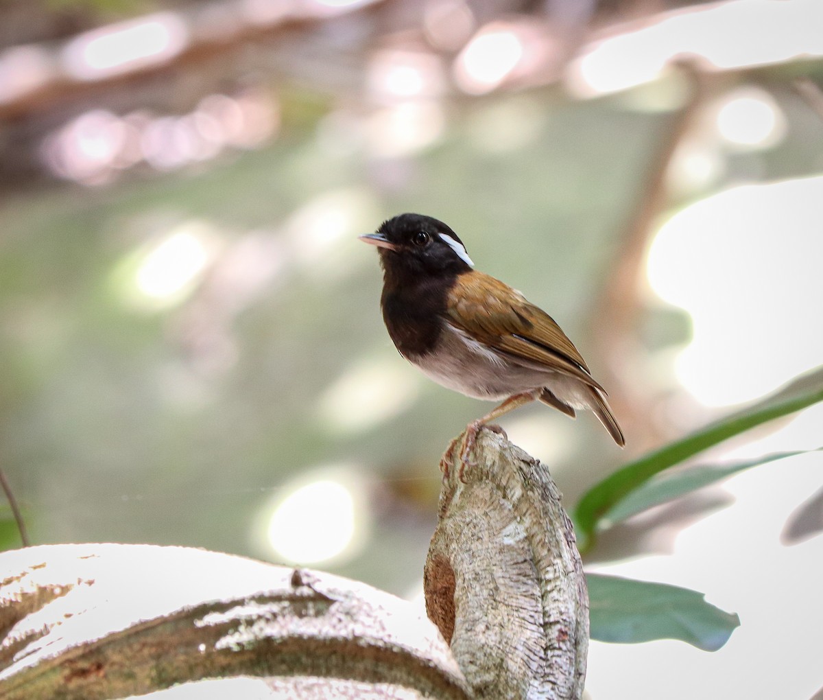 Hooded Gnateater - Marco Costa