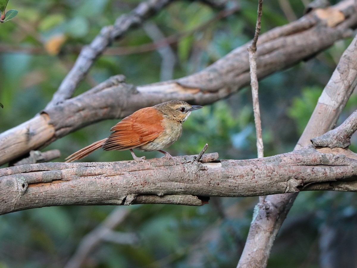 Ochre-cheeked Spinetail - ML623668350