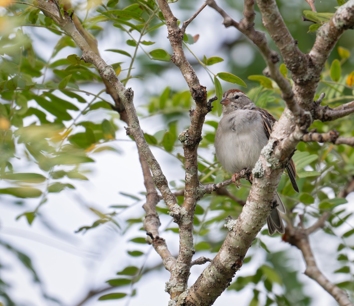 Chipping Sparrow - ML623668398