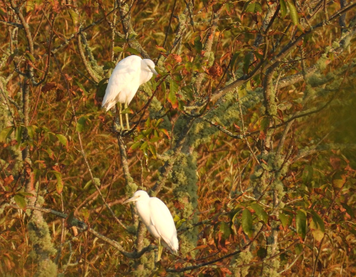 Little Blue Heron - ML623668407