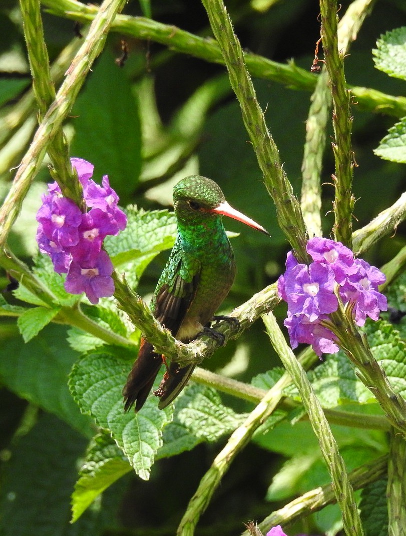 Rufous-tailed Hummingbird - ML623668428