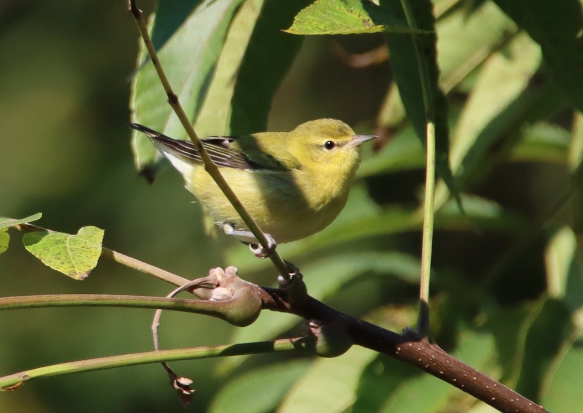 Tennessee Warbler - ML623668449