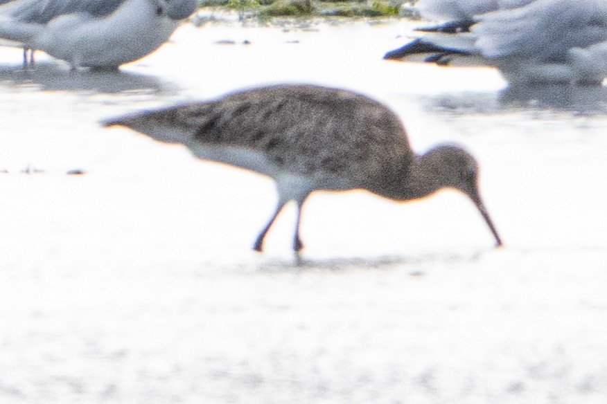 Black-tailed Godwit - Guido Van den Troost